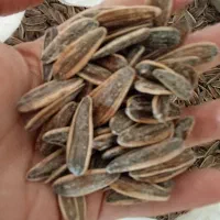 تخمه درجه یک بوداده|خوردنی و آشامیدنی|برخوار, |دیوار