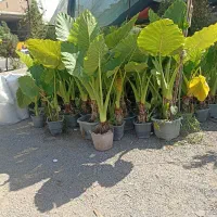 بابا آدم