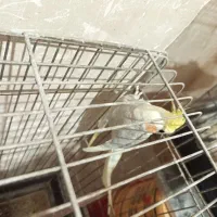 عروس هلندی لوتینو گل باقالی جوجه و مولد|پرنده|قزوین, |دیوار