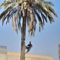 قطع نخل بریدن نخل هرس نخل گردافشانی سمپاشی باغبانی|خدمات باغبانی و درختکاری|اهواز, گلستان|دیوار