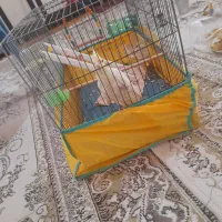 یک عروی هلندی گم شده|پرنده|نورآباد, |دیوار