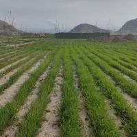 باغ