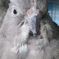 فروش یک عروس هلندی.وات فیس|پرنده|تالش, هشتپر|دیوار