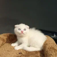 بچه گربه اسکاتیش چشم آبی