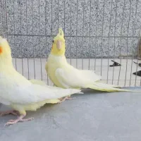 عروس هلندی نر و ماده