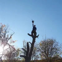 پیوند و هرس درختان