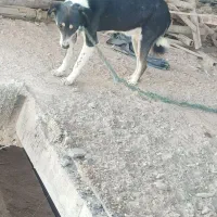 سگ نگهبانی|سگ|خاش, |دیوار