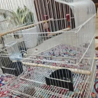 توضیحات در آگهی قفس