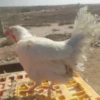 فروش مرغ ارزان