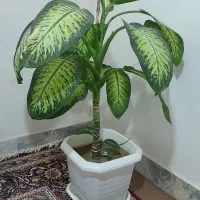 گل دیفن و سانسوریا