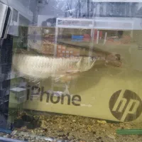 ماهی آروانا ۴۰ سانتی