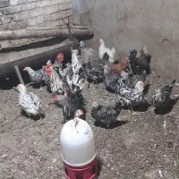 تخم مرغ گلین|حیوانات مزرعه|اصفهان, آبشار|دیوار