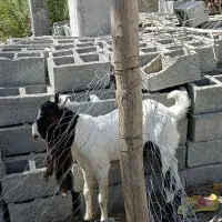 بز نر پتیری اصل|حیوانات مزرعه|چابهار, |دیوار