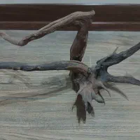 ریشه آبنوس آکواریوم