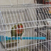 طوطی برزیلی