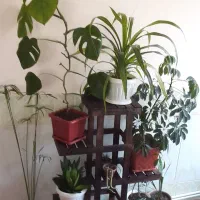 پایه گل و هفت سین