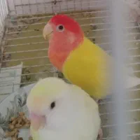 برزیلی کارداده|پرنده|ارومیه, |دیوار