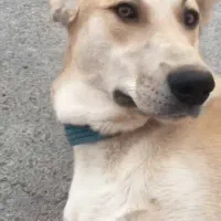 سگ گمشده مژدگانی