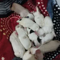 واگذاری سگ|سگ|شیراز, دست خضر|دیوار