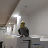 عروس هلندی نر سالم بدون هیچ بیماری نیمه دستی ب