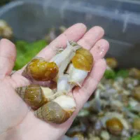 حلزون های پرورشی کلاژن ساز