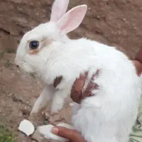 خرگوش بچه دار