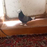 کبوترجفت|حیوانات|مرند, |دیوار