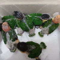 معاوضه و خریدار انواع پرندگان زینتی|پرنده|تهران, الهیه|دیوار