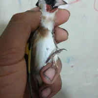 سهره نره سنندجی بشرط