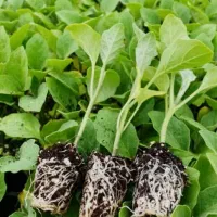 انواع نشاء گلخانه ای و فضای باز