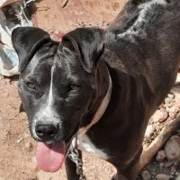 سگ پیتبول|سگ|جم, |دیوار