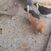 کفتر پرشی وجفتی|پرنده|قزوین, |دیوار