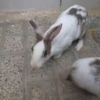 خرگوش