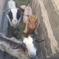 کهره فروشی سه تا با هم 23