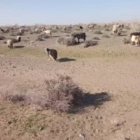 3راس شیرمونیم گوشت داشتی