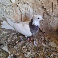 چشنوک طوقی ماده