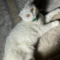 واگذاری گربه اسکاتیش فولدسفید