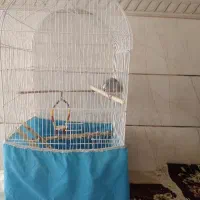 عروس هلندی|پرنده|بردسیر, |دیوار