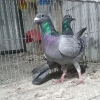 نر و ماده پلاکی