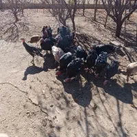 بوقلمون طبیعی نر|حیوانات مزرعه|اهر, |دیوار