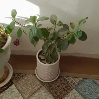 گلها فروشی توافقی|گل و گیاه طبیعی|تربت جام, تیپ ۳۸ زرهی تربت جام|دیوار