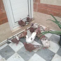 کفتر ۸۰ هزار|پرنده|قم, یزدان‌شهر|دیوار