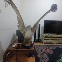 دکوری پرنده|مجسمه، تندیس، ماکت|ماهدشت, |دیوار