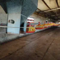 مرغداری گوشتی 24000 تایی