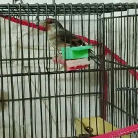 عروس هلندی التینو جفت