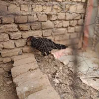 جوجه مرغ و خروس|حیوانات مزرعه|سبزوار, قصبه غربی|دیوار