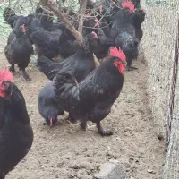 فروش تخم نطفه درصدبالای اصل مرندی|حیوانات مزرعه|طبقده, |دیوار