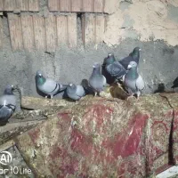 ده تا پرشی ضربه