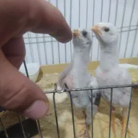 جوجه لاری اصیل. افغان واوشامو ۲۵روزه