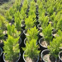 فروش عمده نهال کاج لاوسون|خدمات باغبانی و درختکاری|مرزنآباد, |دیوار